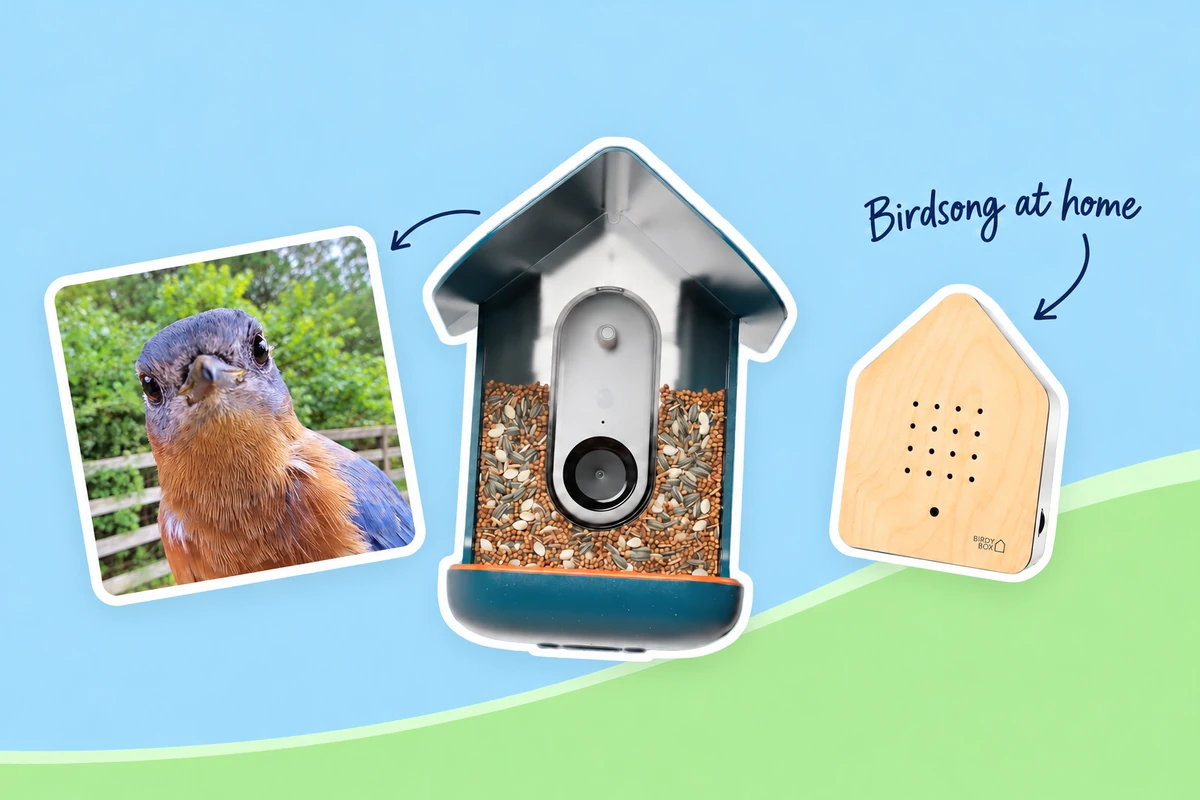 A large Birdbuddy feeder between a framed close-up of a bluebird and a maple-front Birdybox, with arrows and the words Birdsong at home on a blue and green background