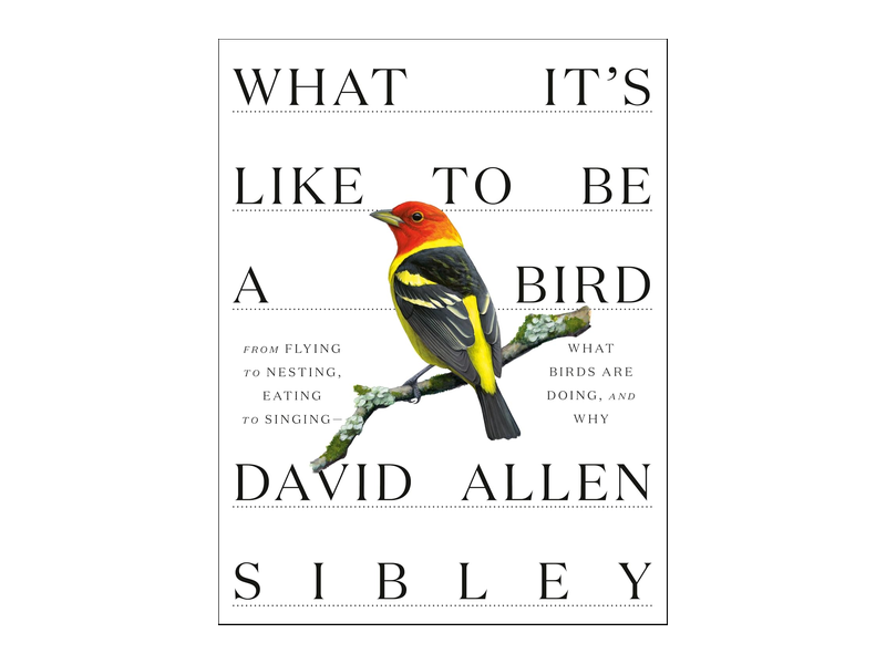 The hardcover of What It's Like to Be a Bird by David Allen Sibley, with a red, yellow and black bird illustrated on its white cover